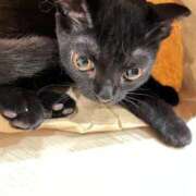 ヒメ日記 2026/03/12 23:52 投稿 はな 手コキ＆オナクラ 大阪はまちゃん 谷九店