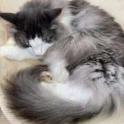 ヒメ日記 2026/03/20 13:52 投稿 はな 手コキ＆オナクラ 大阪はまちゃん 谷九店