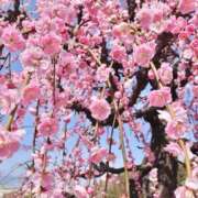 ヒメ日記 2026/03/24 13:15 投稿 桐谷りい コウテイ