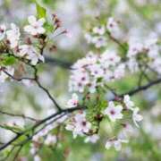 ヒメ日記 2026/04/09 22:18 投稿 あさみ 素人妻達☆マイふぇらレディー