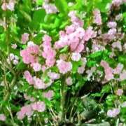 あさみ 明日♪ 素人妻達☆マイふぇらレディー