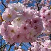 ヒメ日記 2026/03/06 15:19 投稿 広瀬花純 お姉さんCLUB