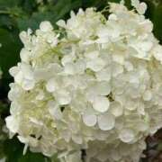 ヒメ日記 2026/03/09 16:03 投稿 広瀬花純 お姉さんCLUB