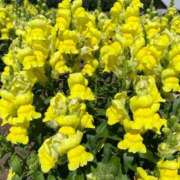 ヒメ日記 2026/03/26 23:19 投稿 広瀬花純 お姉さんCLUB