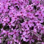 ヒメ日記 2026/04/11 13:03 投稿 広瀬花純 お姉さんCLUB