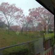 ヒメ日記 2026/04/01 11:27 投稿 ゆうき 熟女家 堺東店