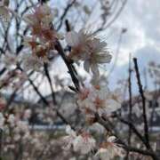 ヒメ日記 2026/03/27 20:45 投稿 えりか 木更津人妻花壇