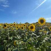 えりか 🌻🌻🌻💕 木更津人妻花壇