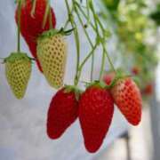 ヒメ日記 2026/04/14 12:54 投稿 すい 一宮稲沢小牧ちゃんこ