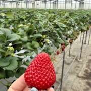 ヒメ日記 2026/04/21 13:31 投稿 御影 くれは AROMAGE（アロマージュ）