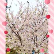 ヒメ日記 2026/04/08 13:03 投稿 山添 みみ La elf（ラ・エルフ）