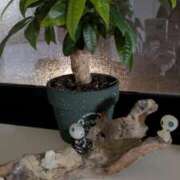 ヒメ日記 2026/03/12 22:39 投稿 上原かこ ワイフコレクション