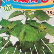 ヒメ日記 2026/04/10 21:09 投稿 川上わかな♦PREMIUM Blue Moon