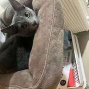 ヒメ日記 2026/03/14 12:16 投稿 きさき 2980円（にゃんきゅっぱ）