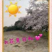 ヒメ日記 2026/03/29 09:14 投稿 はな 一宮稲沢小牧ちゃんこ