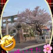 ヒメ日記 2026/04/07 07:54 投稿 はな 一宮稲沢小牧ちゃんこ