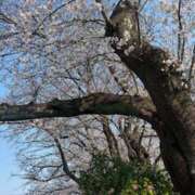 ヒメ日記 2026/03/30 09:27 投稿 コウ ミセスClub