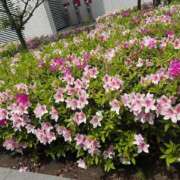 コウ 夏みたい☀️ ミセスClub