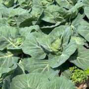 コウ 実家に来てます ミセスClub