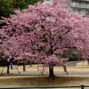 ヒメ日記 2026/03/11 07:21 投稿 大沢あかり 熟女パラダイス鶯谷店(カサブランカグループ)