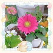 ヒメ日記 2026/04/16 09:56 投稿 大沢あかり 熟女パラダイス鶯谷店(カサブランカグループ)