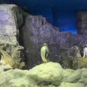 ヒメ日記 2026/04/06 12:16 投稿 ねる THE ESUTE HOUSE 柴田