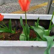 ヒメ日記 2026/04/03 12:01 投稿 江西のえる 松戸人妻花壇