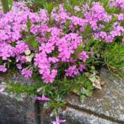 ヒメ日記 2026/04/08 12:06 投稿 江西のえる 松戸人妻花壇