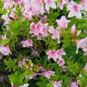 ヒメ日記 2026/04/16 12:15 投稿 江西のえる 松戸人妻花壇