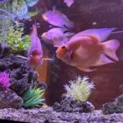 ヒメ日記 2026/04/26 12:16 投稿 音羽(おとは) おとなのわいせつ倶楽部 本厚木店