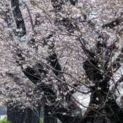 さくら 今晩わ(*^^*) 熟女の風俗最終章 宇都宮店