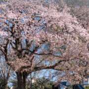 ヒメ日記 2026/04/12 16:21 投稿 さくら 熟女の風俗最終章 宇都宮店