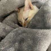 ヒメ日記 2026/04/16 01:23 投稿 あずさ VIVID CREW Pink Party Paradise