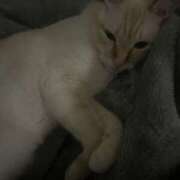 あずさ 👑💍💖 VIVID CREW Pink Party Paradise