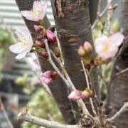 ヒメ日記 2026/03/16 14:52 投稿 かんな 品川ソフトスタイル(ユメオト)