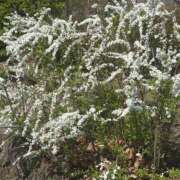 ヒメ日記 2026/03/30 07:02 投稿 瀬戸やよい ウフフな40。ムフフな50。。（横浜ハレ系）