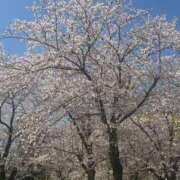 ヒメ日記 2026/04/04 07:01 投稿 瀬戸やよい ウフフな40。ムフフな50。。（横浜ハレ系）