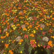 ヒメ日記 2026/04/07 07:00 投稿 瀬戸やよい ウフフな40。ムフフな50。。（横浜ハレ系）