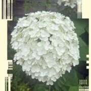 ヒメ日記 2026/06/13 07:00 投稿 瀬戸やよい ウフフな40。ムフフな50。。（横浜ハレ系）
