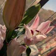 ヒメ日記 2026/03/21 06:50 投稿 さりか 千葉サンキュー