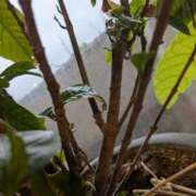 ヒメ日記 2026/04/24 06:05 投稿 さりか 千葉サンキュー