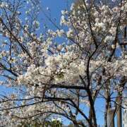 ヒメ日記 2026/03/23 17:17 投稿 きよ ハピネス東京