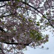 ヒメ日記 2026/04/04 08:47 投稿 葉月　えみり YOKOHAMA FIVESTAR（横浜ファイブスター）