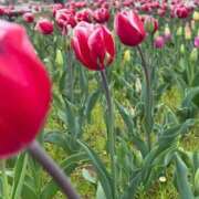 ヒメ日記 2026/04/07 12:09 投稿 かな　格別の美しさと大人の余韻 CELEB FACE NAKASU