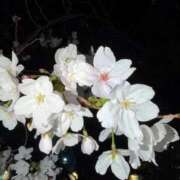 ヒメ日記 2026/04/01 11:49 投稿 あさ 上野・鶯谷スピン