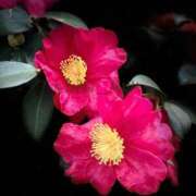 ヒメ日記 2025/01/02 19:39 投稿 南 BBW（ビッグビューティフルウーマン）