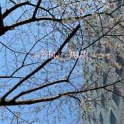 ヒメ日記 2025/03/26 17:02 投稿 南 BBW（ビッグビューティフルウーマン）