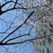 ヒメ日記 2025/03/26 17:21 投稿 南 BBW（ビッグビューティフルウーマン）