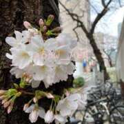 ヒメ日記 2025/04/02 22:09 投稿 南 BBW（ビッグビューティフルウーマン）