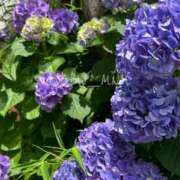 ヒメ日記 2025/06/04 22:01 投稿 南 BBW（ビッグビューティフルウーマン）